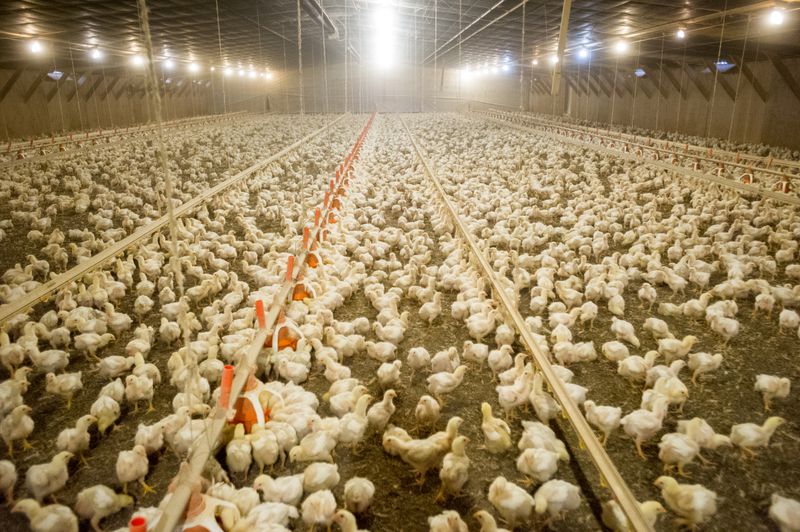 Rows of thousands of chickens inside a large barn. 