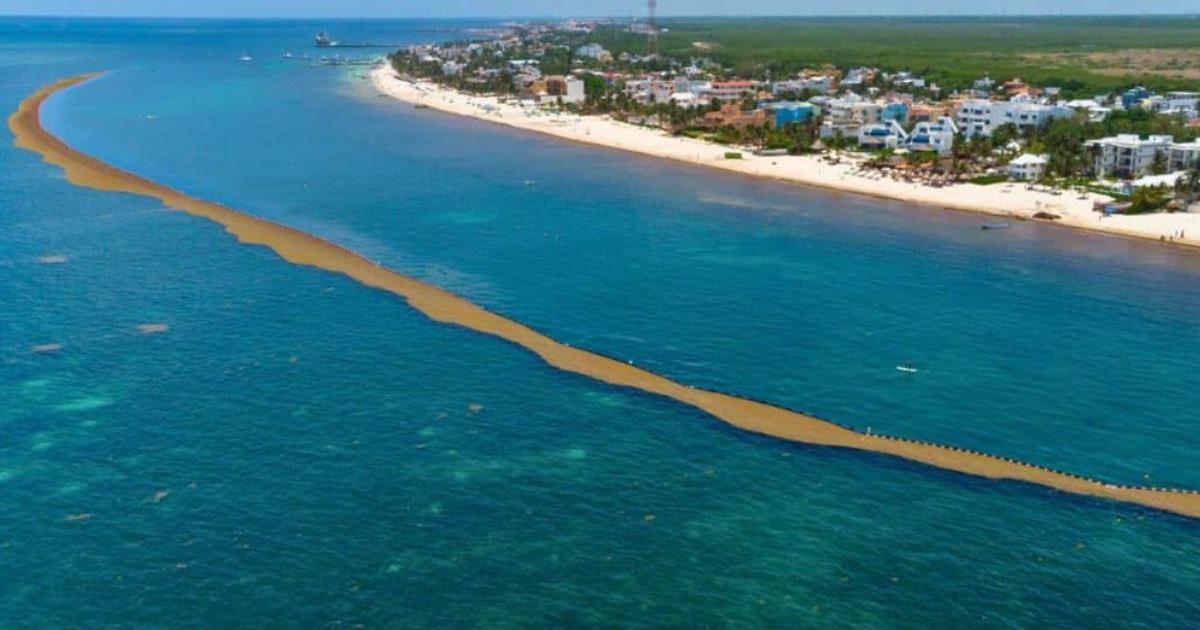 Sargassum invasion videos of a popular Mexican beach town go viral