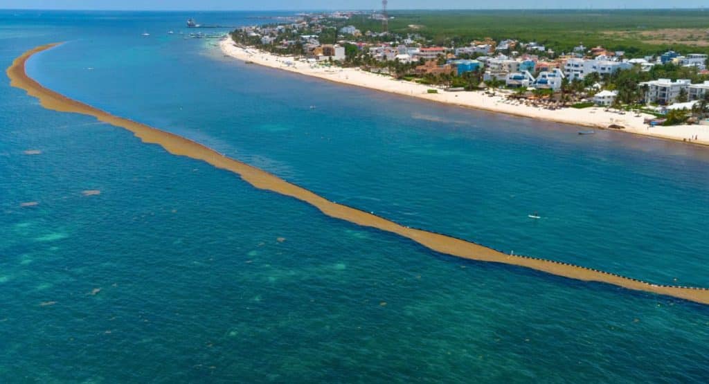 Mexican Navy Installs 8,600 Meters Of Barriers To Fight Sargassum In The Caribbean