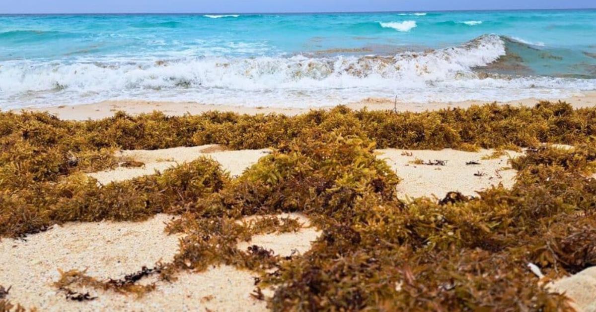 Decade of Sargassum: How’s Brown Algae Damaging Caribbean Ecosystems and Tourism