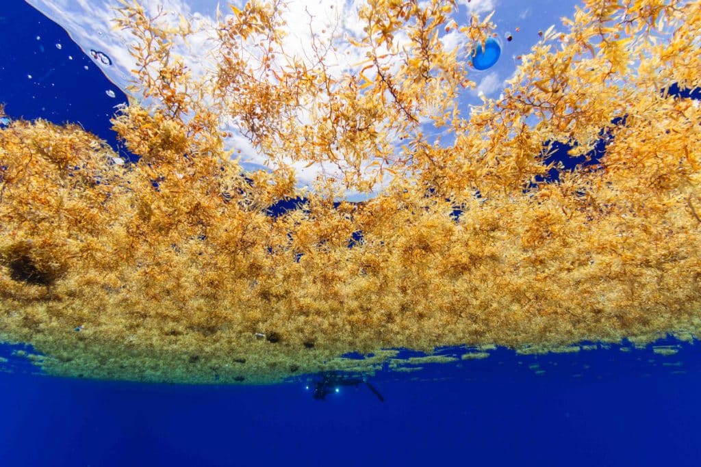 Greenpeace Finds Shocking Quantities Of Plastic In The Sargasso Sea