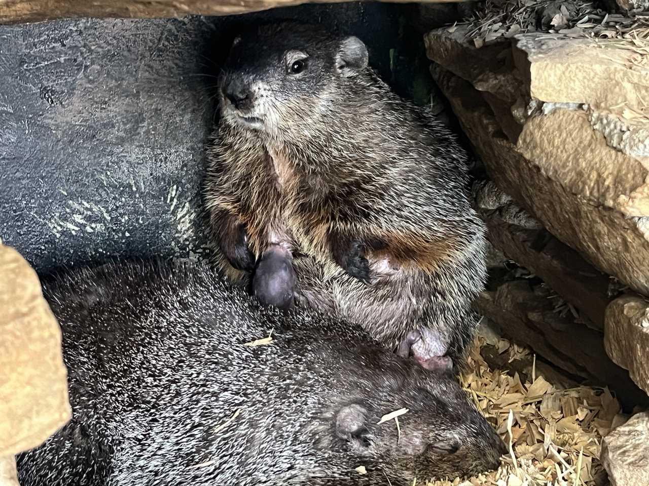 Punxsutawney Phil surprises, starts family with 2 baby groundhogs