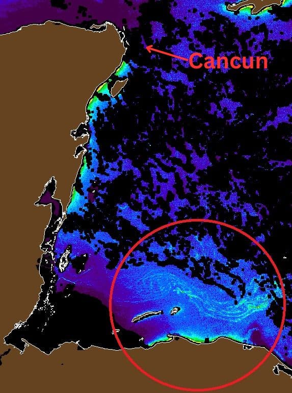 Sargassum Seaweed Alert Raised To ‘Level 3 – Yellow’ In The Mexican Caribbean