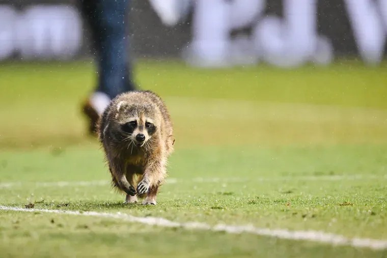 A raccoon interrupts game between the Union and NYCFC game for 5 minutes