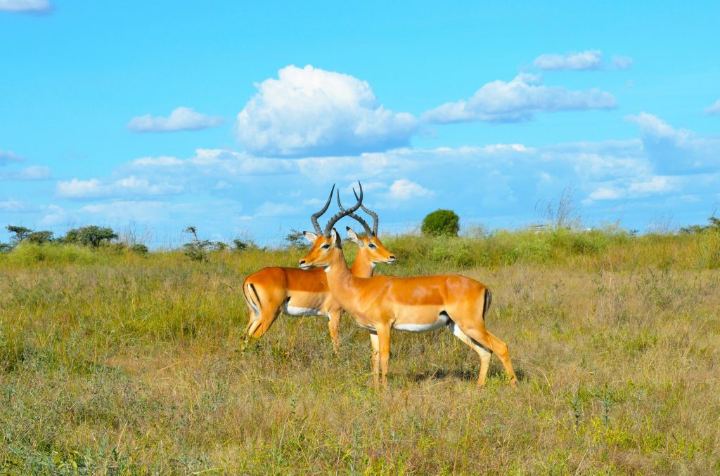 Tips for a Secure Family Safari in Kenya