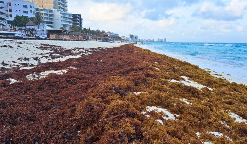 Seaweed Season 2024 In A Full Swing: Should You Avoid Swimming In Sargasso?