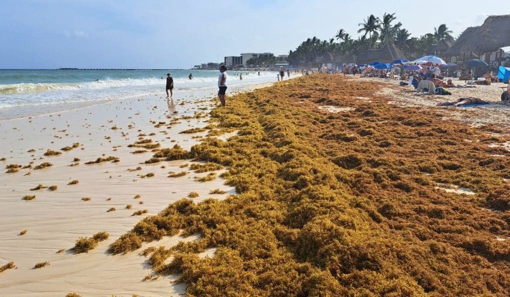 Tourists Flock To Cancun Despite Sargassum Seaweed Surge