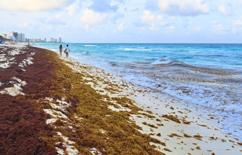 Tourists Flock To Cancun Despite Sargassum Seaweed Surge