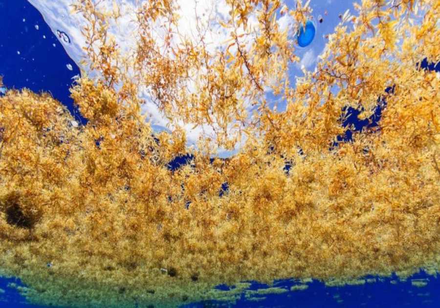 Greenpeace Finds Shocking Quantities Of Plastic In The Sargasso Sea