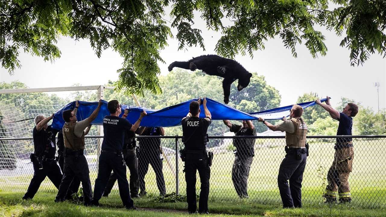 Tranquillised bear caught by rescuers as it falls from tree in Pennsylvania | US News | Sky News