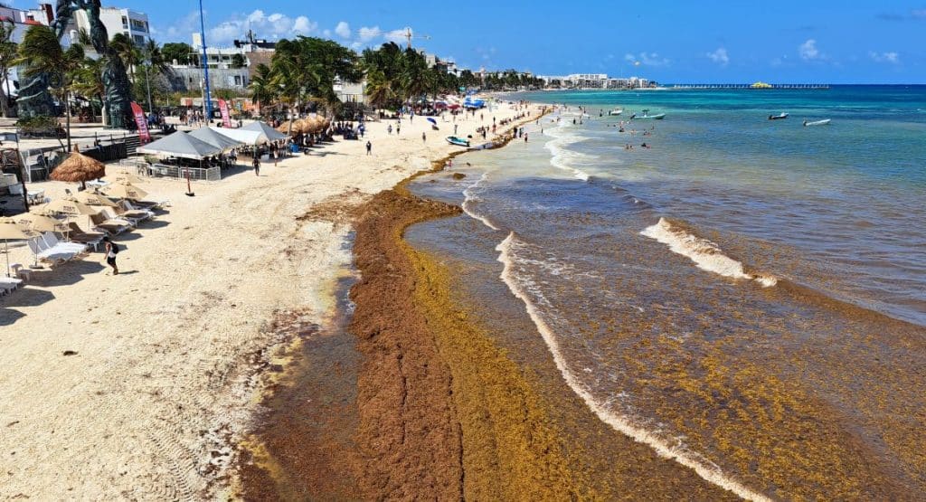 These 6 Caribbean Travel Hotspots To See Record-Breaking Seaweed Invasion In Summer 2024