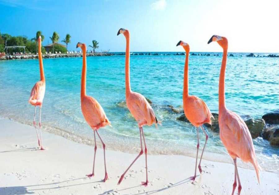 This Caribbean Island Is The First Country To Allow Entry With A Digital Passport